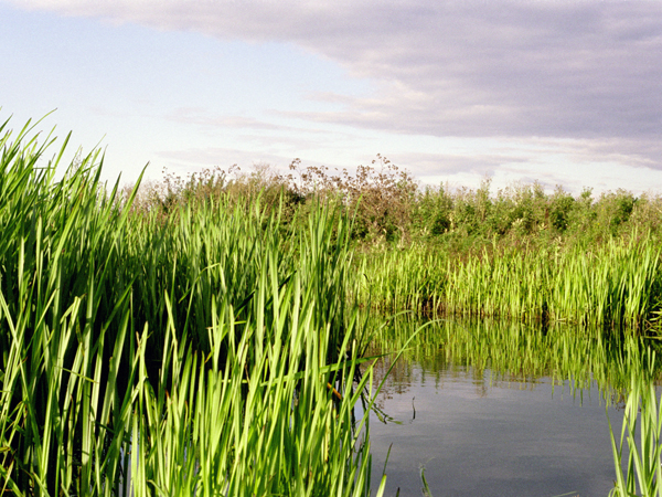 A natural aquatic area, rich in wildlife.