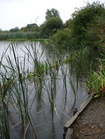 Soft defences can be integrated with the natural environment.